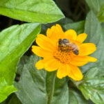 Pólen, umidade e temperatura: primavera aumenta riscos de alergias respiratórias
