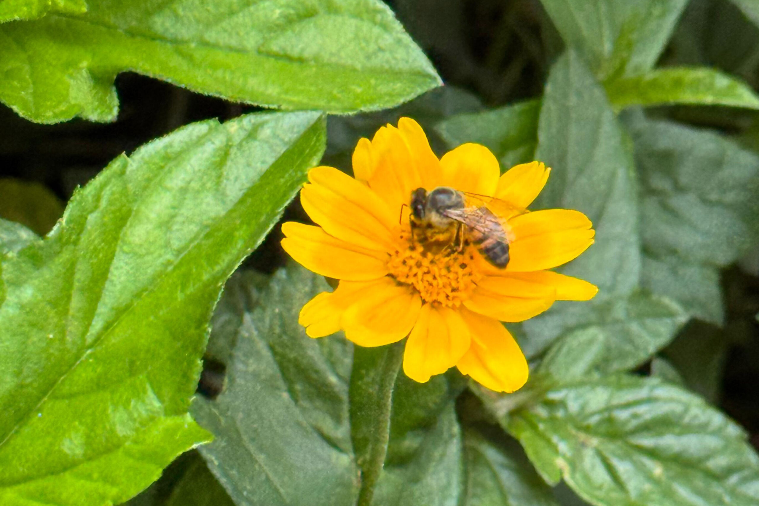 Pólen, umidade e temperatura: primavera aumenta riscos de alergias respiratórias
